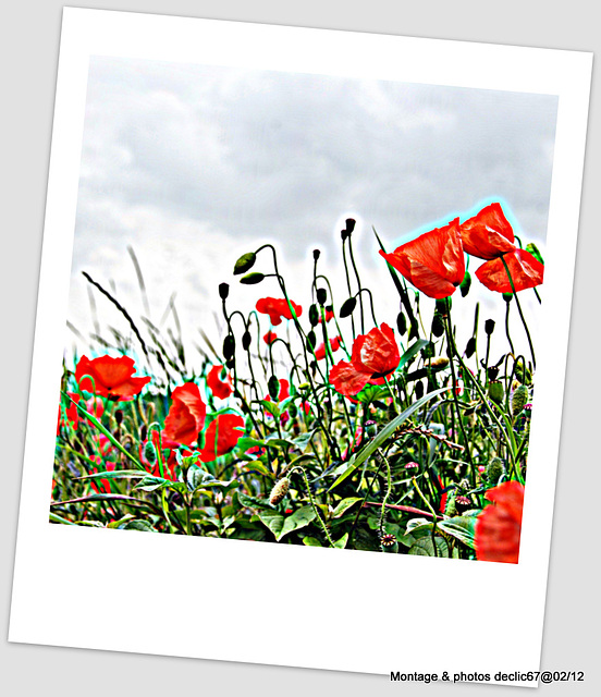 coquelicot