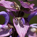 20110617 5936RMw [D~LIP] Blütenpflanze, UWZ, Bad Salzuflen