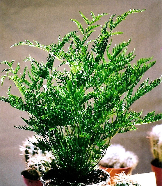 Pteris straminea 1