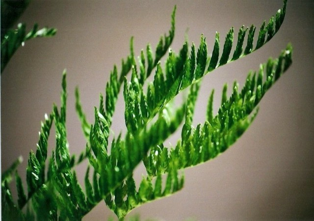 Pteris straminea 2