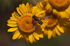 20110617 5931RMw [D~LIP] Gelbbein-Wiesenschwebfliege, Blütenpflanze, UWZ, Bad Salzuflen