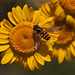 20110617 5931RMw [D~LIP] Gelbbein-Wiesenschwebfliege, Blütenpflanze, UWZ, Bad Salzuflen