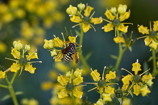 20110617 5918RMw [D~LIP] Weinraute (Ruta graveolens), Insekt, UWZ, Bad Salzuflen