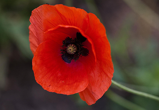 20110617 5907RMw [D~LIP] Mohn, UWZ, Bad Salzuflen