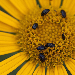 20110617 5905RMw [D~LIP] Blume, Rapskäfer, UWZ, Bad Salzuflen