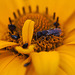 20110617 5903RMw [D~LIP] Blume, Insekten, UWZ, Bad Salzuflen