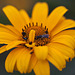 20110617 5902RMw [D~LIP] Blume, Insekten, UWZ, Bad Salzuflen