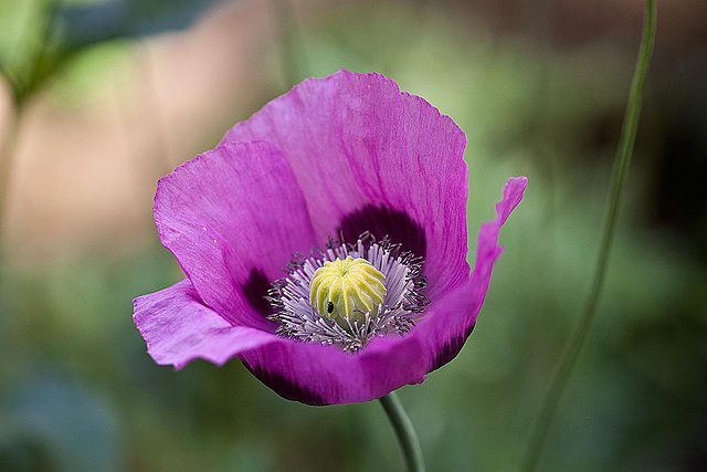 20110617 5900RMw [D~LIP] Mohn, Rapskäfer, UWZ, Bad Salzuflen