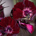 20110617 5899RMw [D~LIP] Insekt, Nelke (Dianthus barbatus 'Herzinfarkt, sweet William'), UWZ, Bad Salzuflen