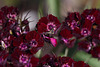 20110617 5898RMw [D~LIP] Insekt, Nelke (Dianthus barbatus 'Herzinfarkt, sweet William'), UWZ, Bad Salzuflen