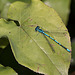 20110617 5897RMw [D~LIP] Azurjungfer-Libelle, UWZ, Bad Salzuflen