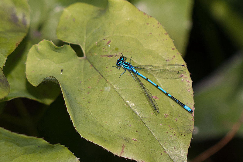 20110617 5897RMw [D~LIP] Azurjungfer-Libelle, UWZ, Bad Salzuflen