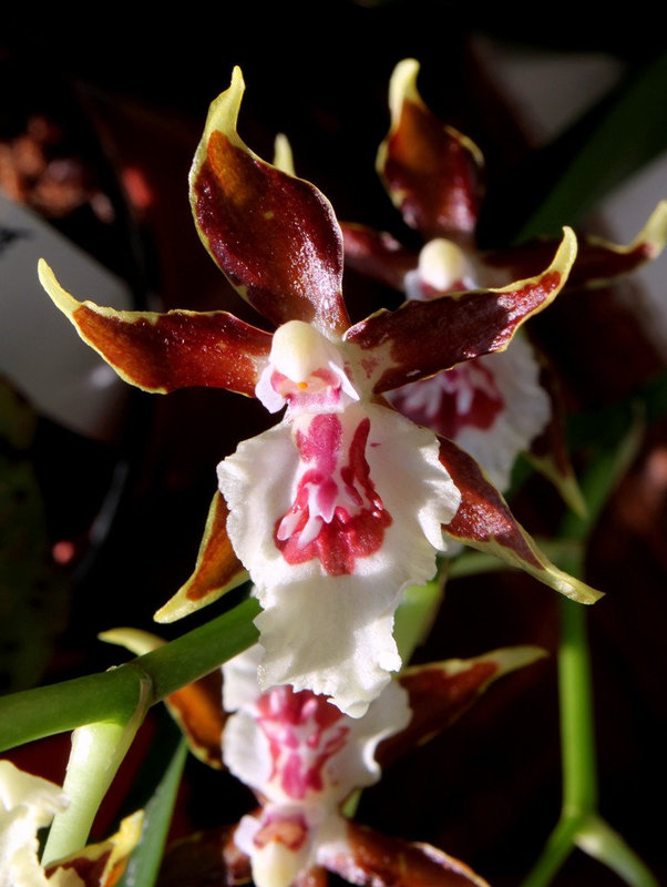 Colmanara Jungle Monarch