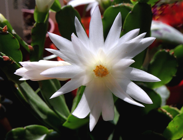 Rhipsalidopsis- Etoile des neiges ?