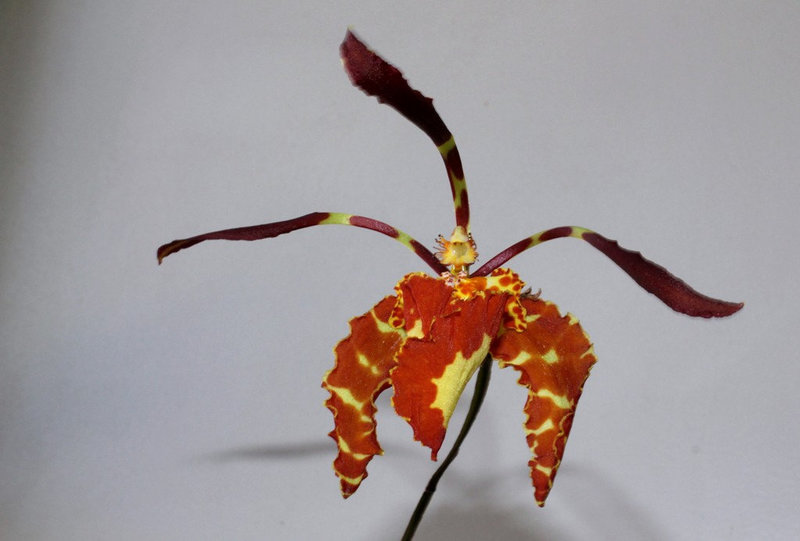 Psychopsis papilio