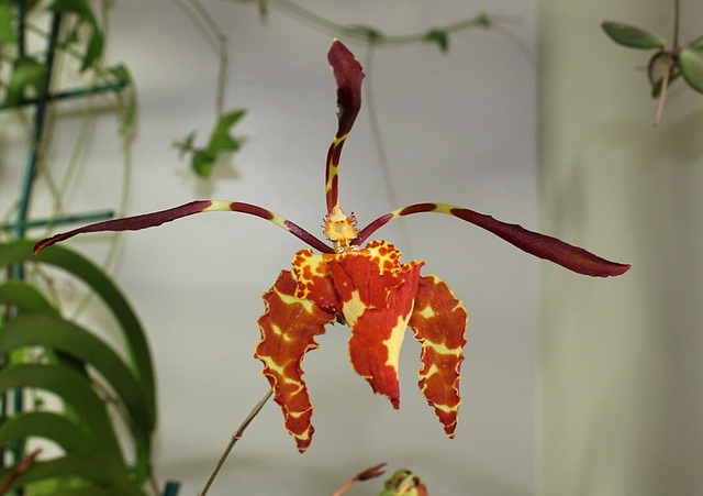 Psychopsis papilio