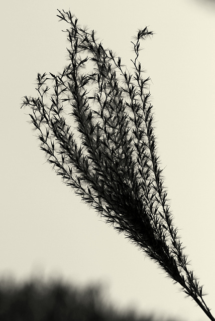 Miscanthus sinensis