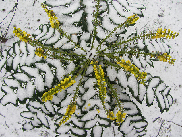 Blüten im Schnee