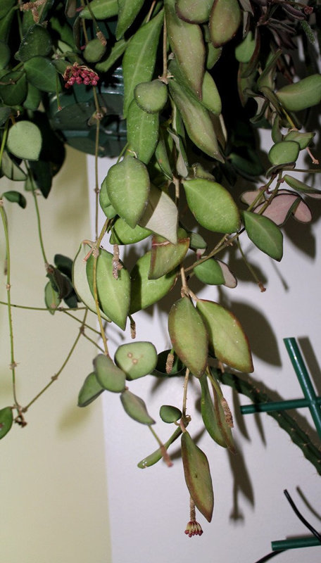 Hoya tsangii