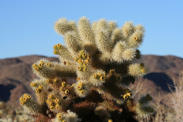 Cholla Garden (3692)