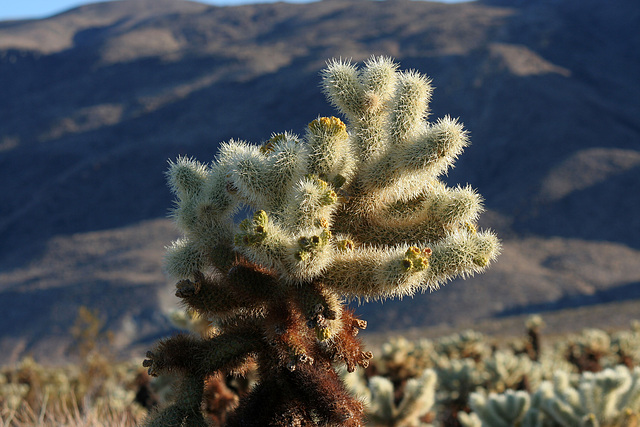 Cholla Garden (3693)