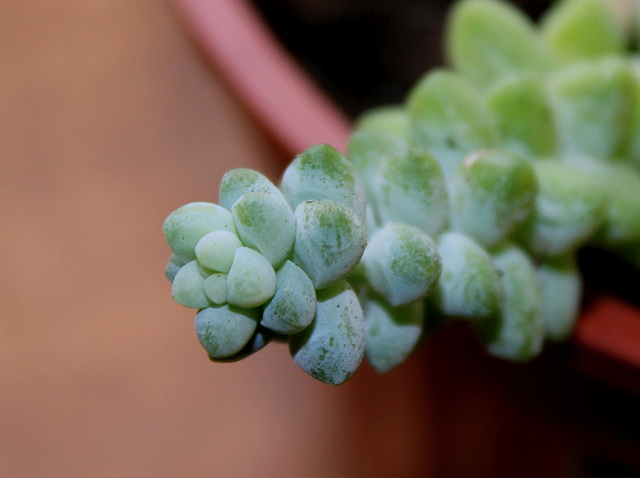 Sedum burrito