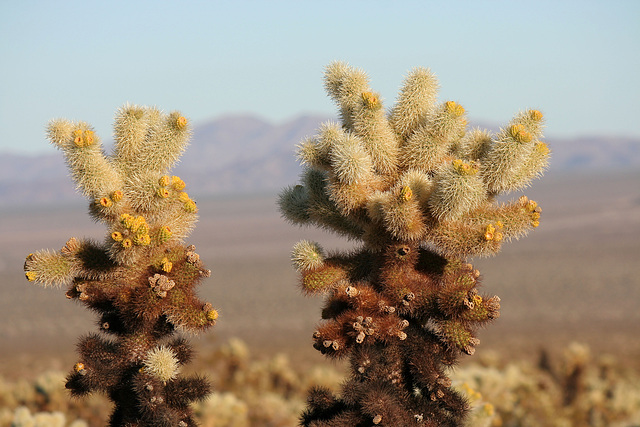 Cholla Garden (3695)