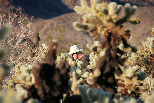 Cholla Garden (3696)