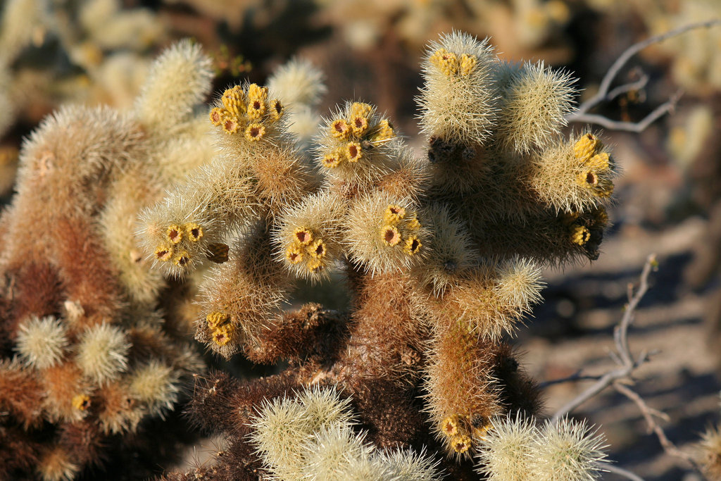 Cholla Garden (3698)