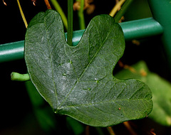 P. aurantia - feuille