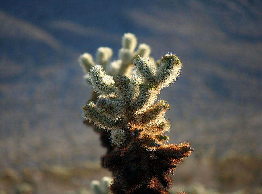 Cholla Garden (3703)