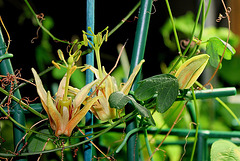 Passiflora aurantia