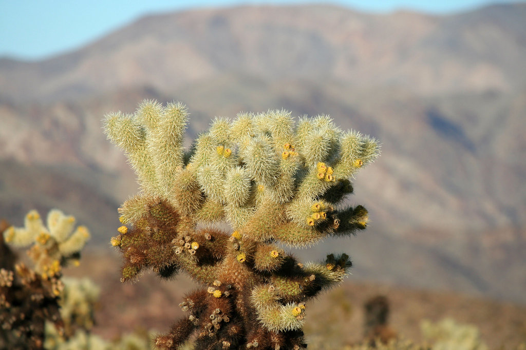 Cholla Garden (3704)