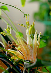 Passiflora aurantia (2)