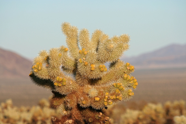 Cholla Garden (3705)