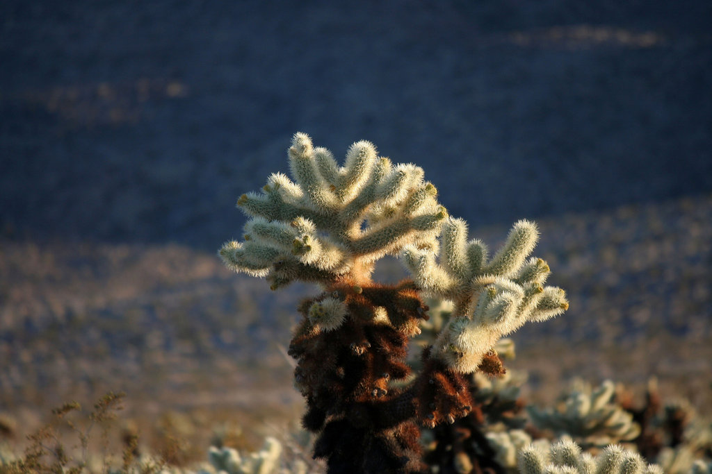 Cholla Garden (3714)