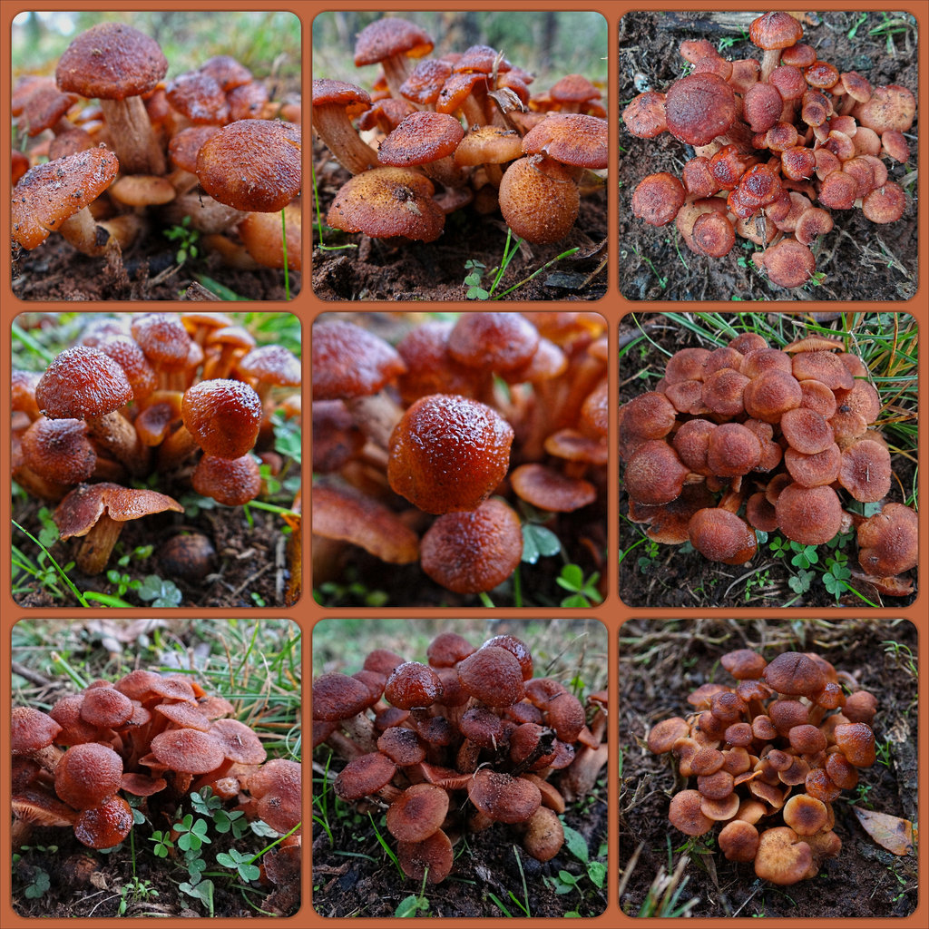 Honey Mushrooms - Armillaria mellea