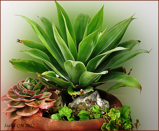 Agave attenuata - Echeveria glauca