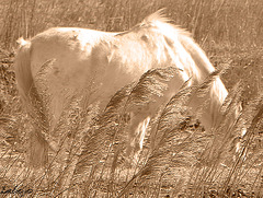 cache-cache camarguais