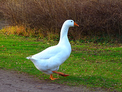 Walk in the park