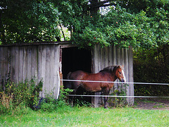 cabane