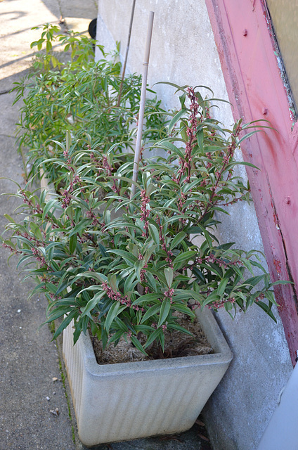 sarcococca hookeriana 'dygyna' DSC 0094