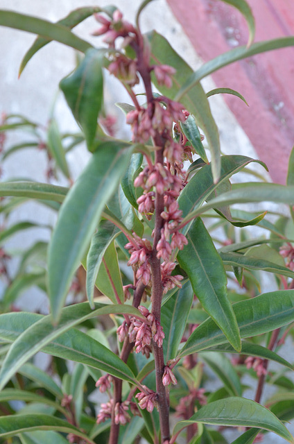 sarcococca hookeriana 'dygyna' DSC 0097