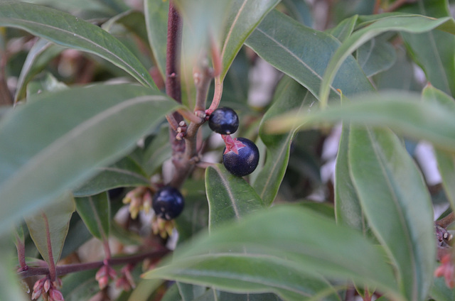 sarcococca hookeriana 'dygyna' DSC 0098