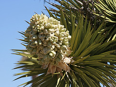 Joshua Tree Bloom (3574)