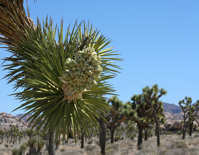 Joshua Tree Bloom (3576)