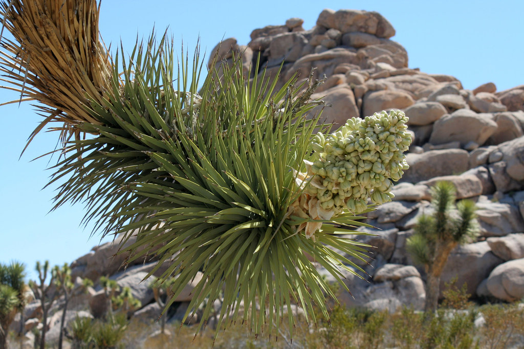 Joshua Tree Bloom (3577)