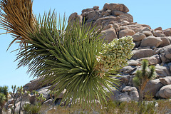 Joshua Tree Bloom (3577)