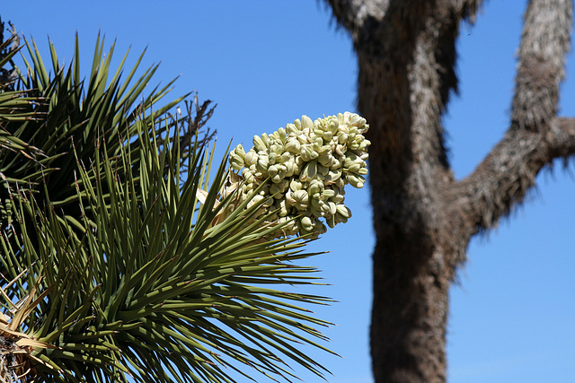 Joshua Tree Bloom (3580)