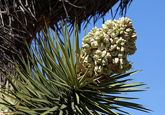 Joshua Tree Bloom (3581)